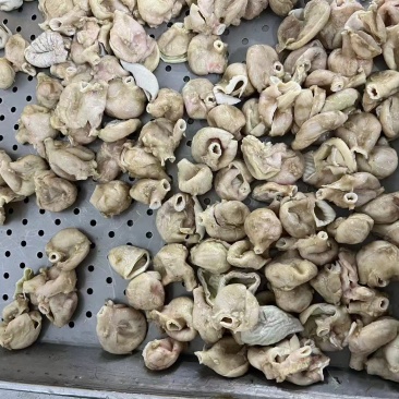 山东：膝软骨、鸡肚