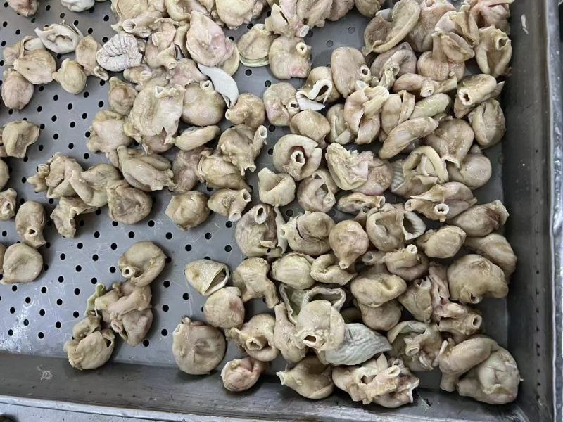 山东：膝软骨、鸡肚