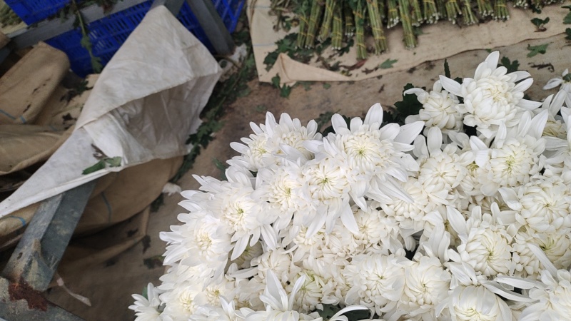 菊花