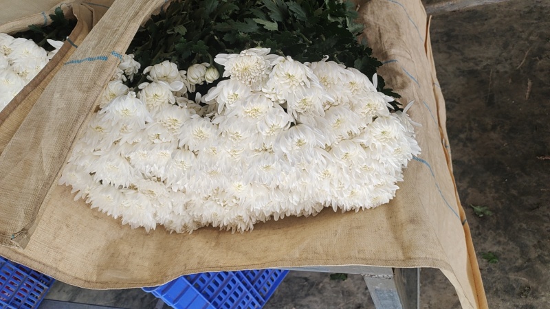 菊花