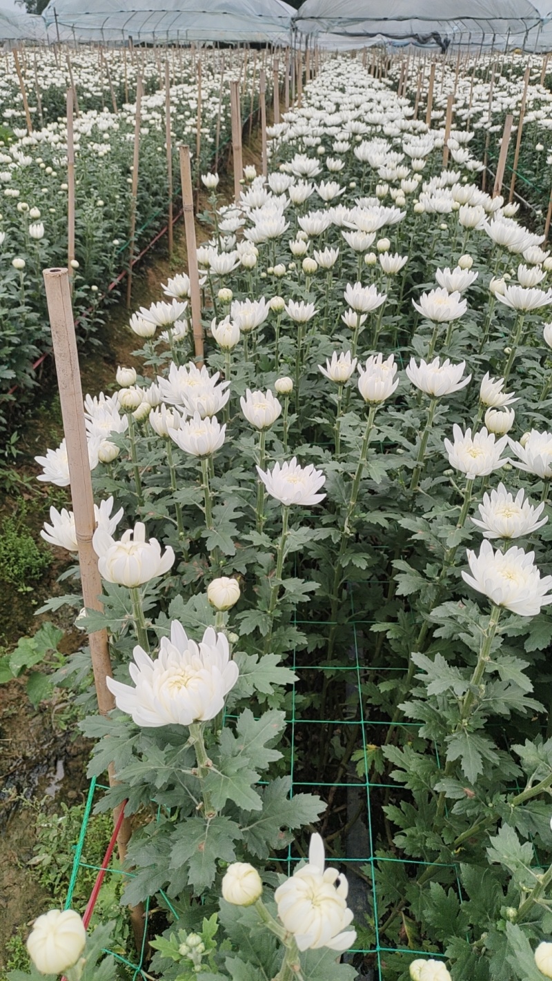 菊花