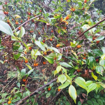 野生黄桅子