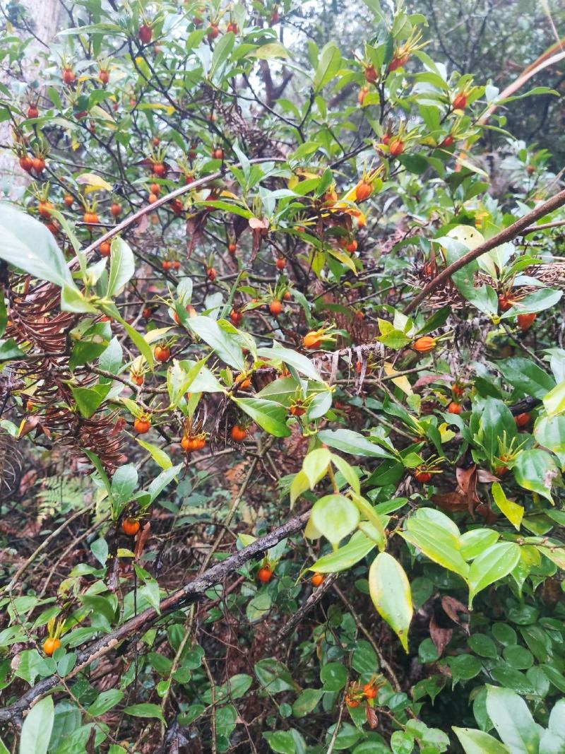 野生黄桅子