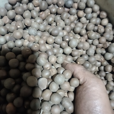 茶叶茶籽仁