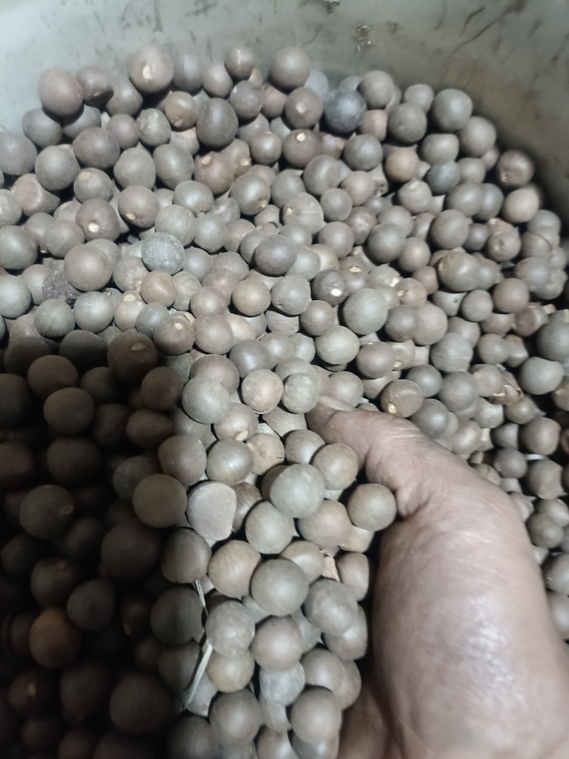 茶叶茶籽仁