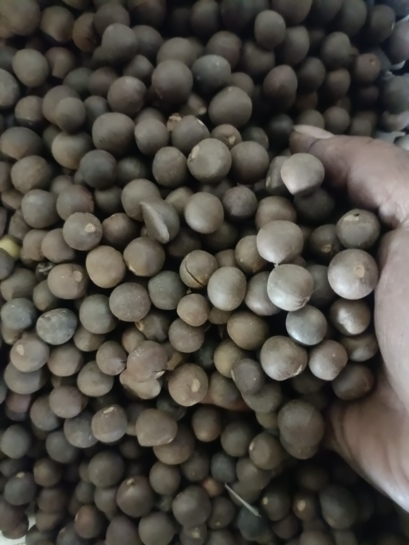 茶叶茶籽仁