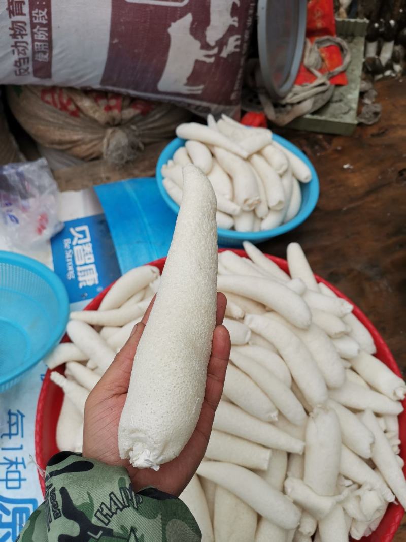 贵州大方冬荪