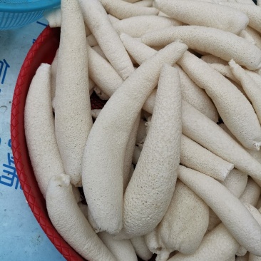 贵州大方冬荪