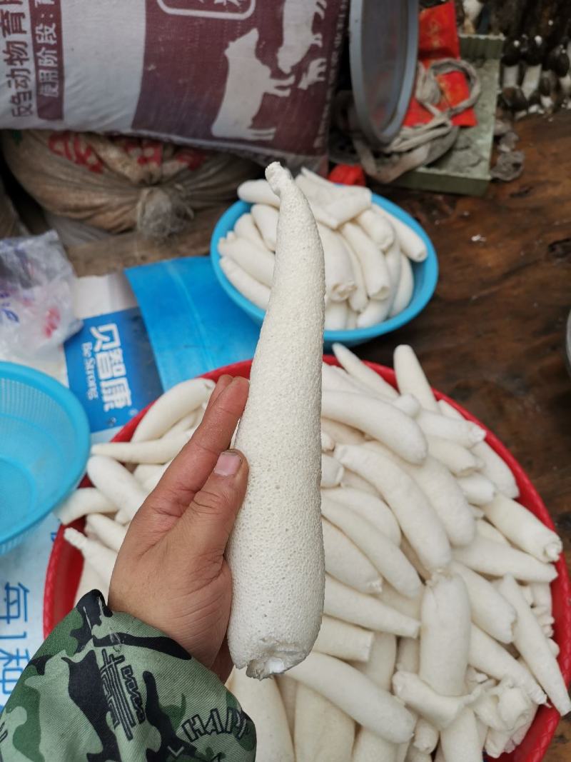贵州大方冬荪