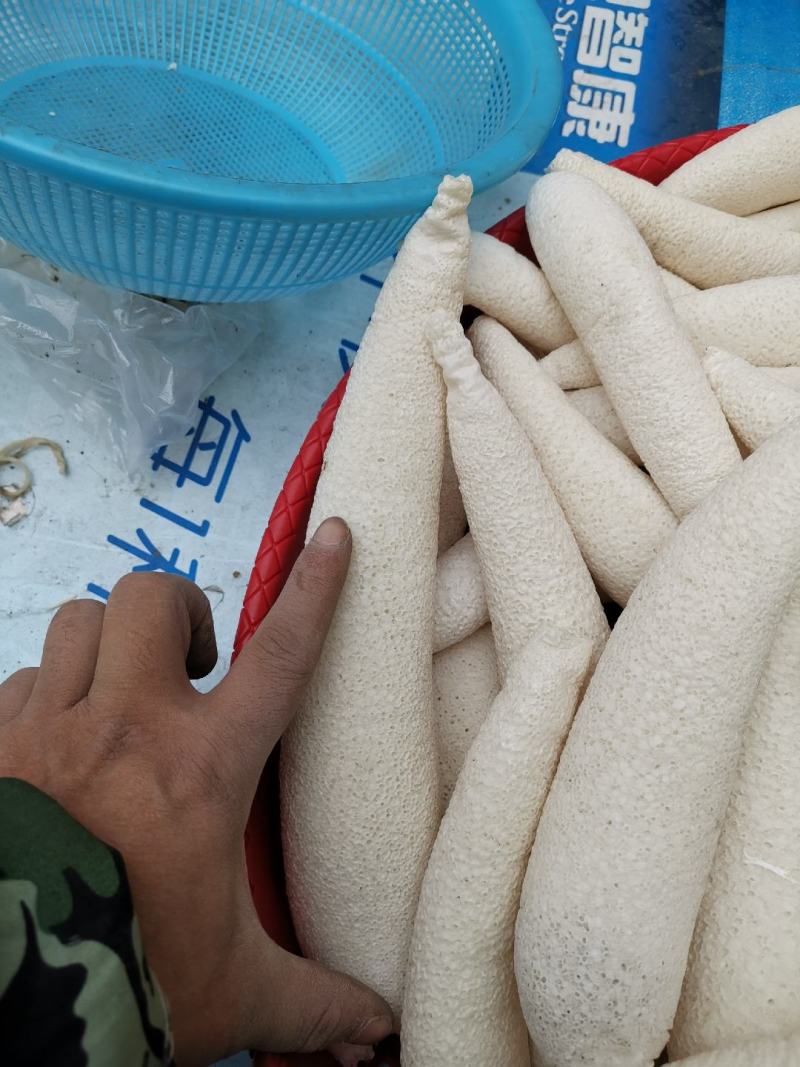 贵州大方冬荪