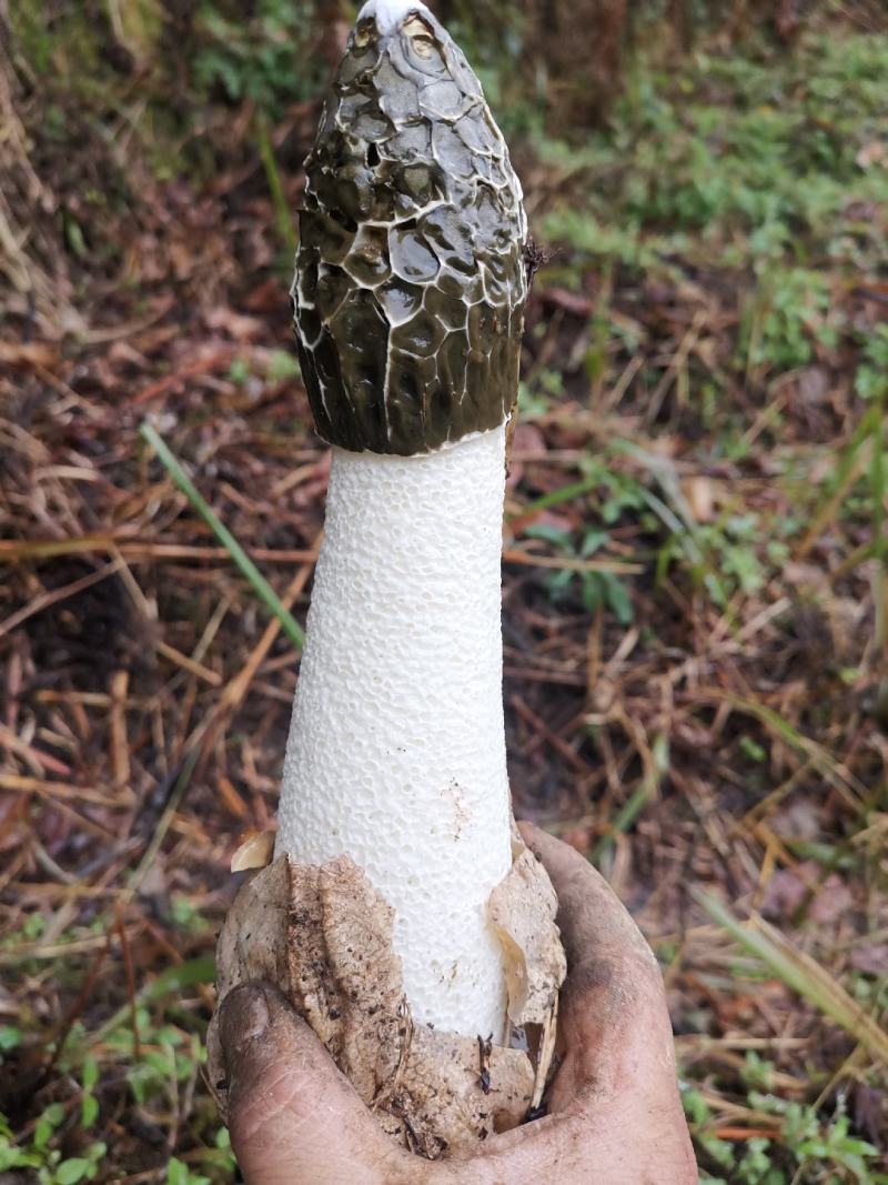 贵州大方冬荪