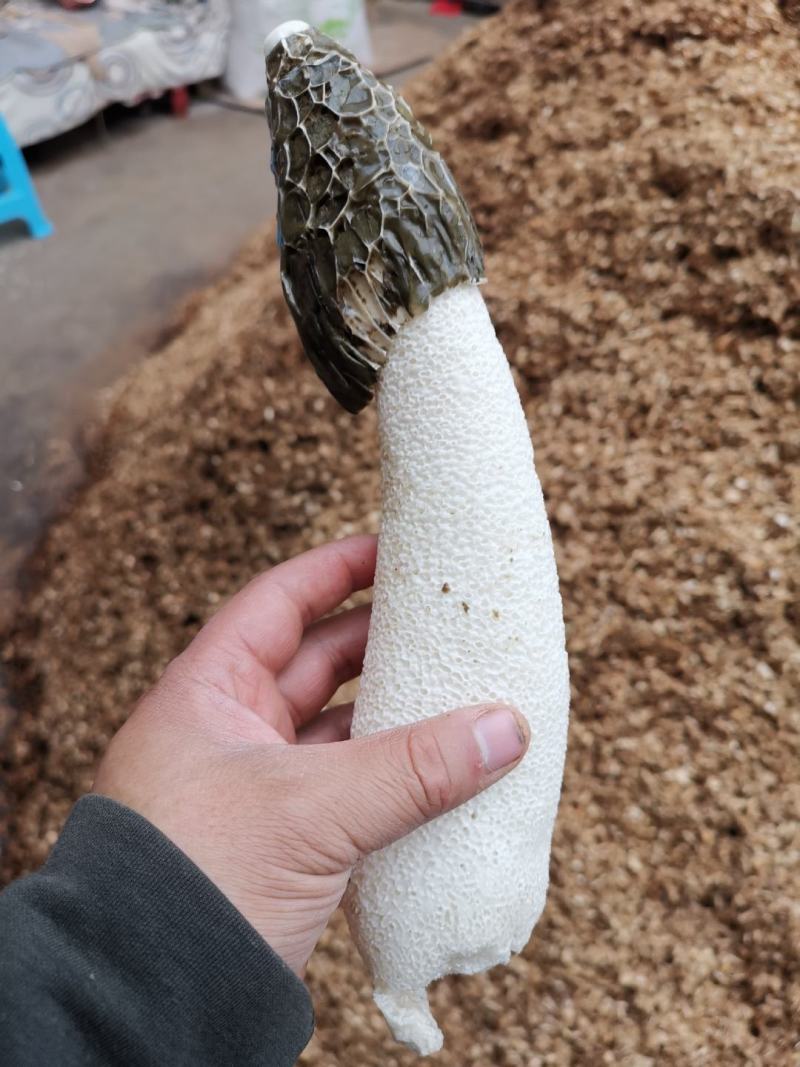 贵州大方冬荪