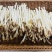 水培花生芽7元/斤（批发价）