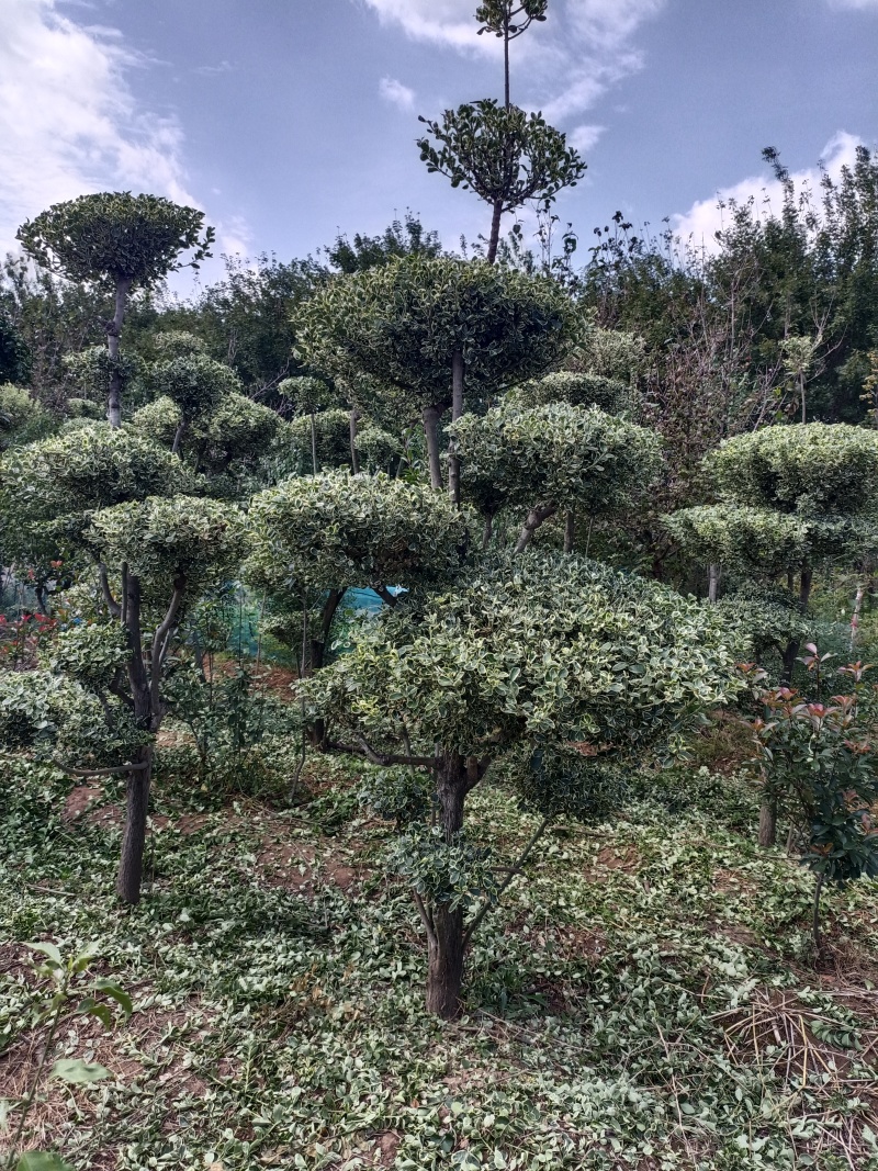 彩叶卫矛造型