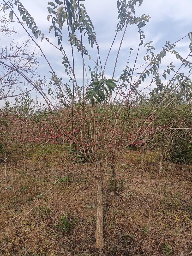 独杆金银木