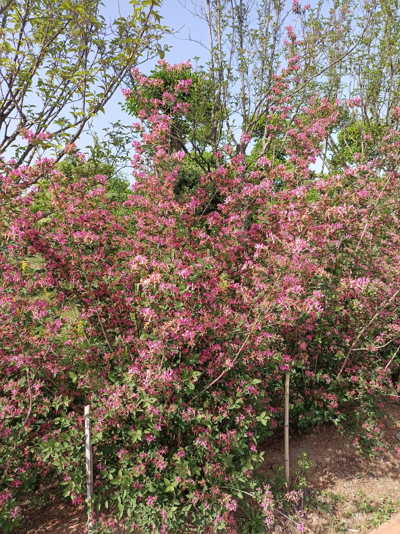 丛生忍冬