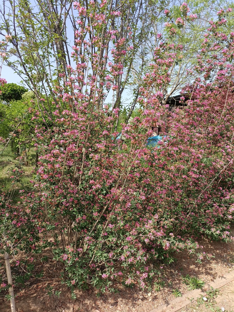丛生忍冬