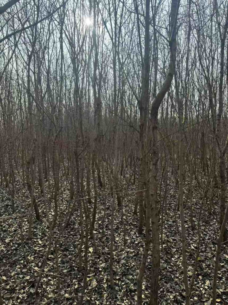 大量流苏树出售价格便宜
