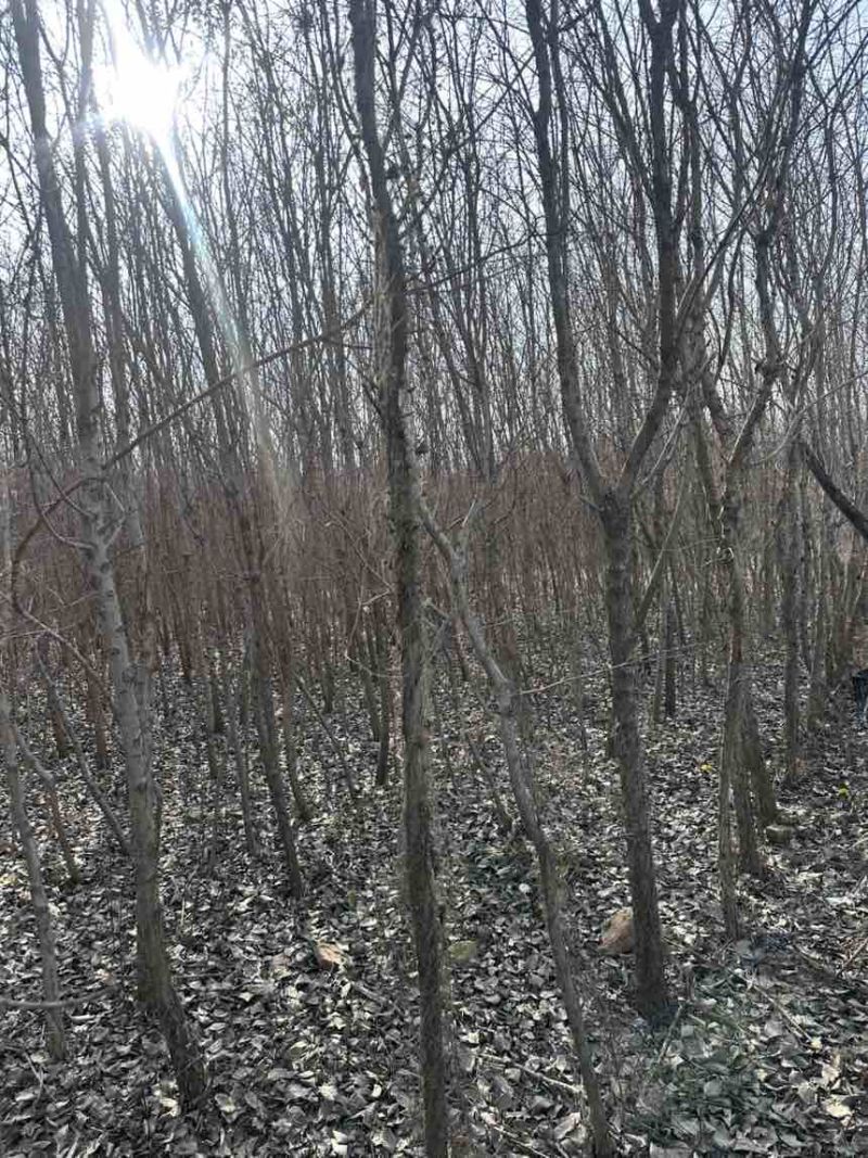 大量流苏树出售价格便宜