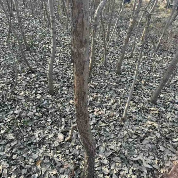 大量流苏树出售价格便宜