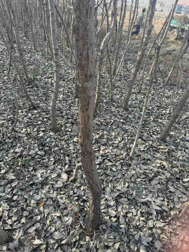 大量流苏树出售价格便宜