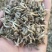 二年改良版白术种子