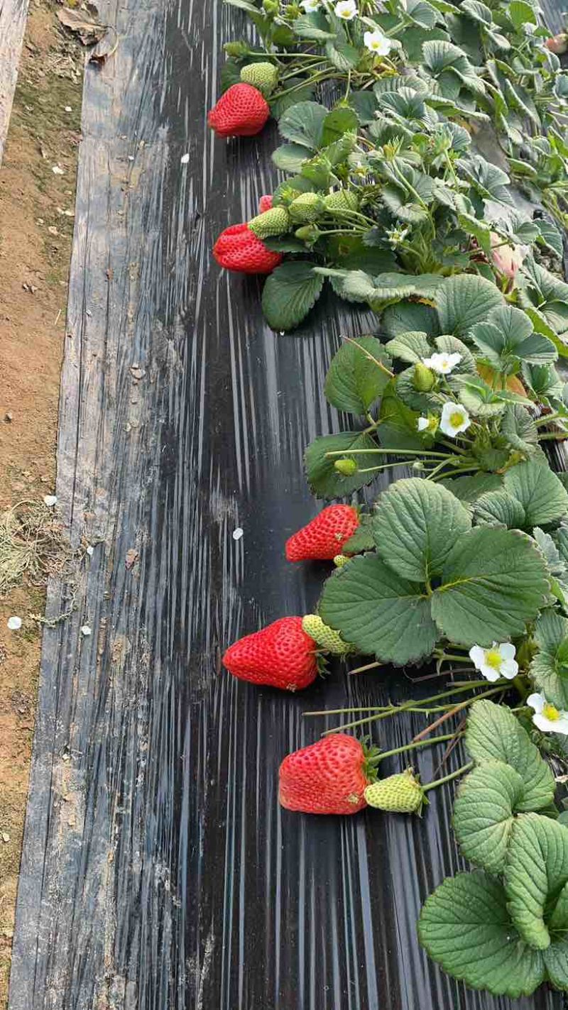 草莓