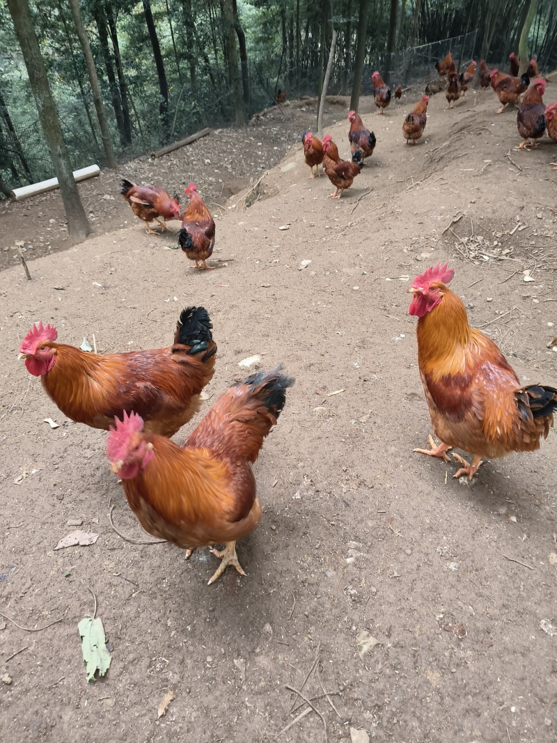 七个月放养土鸡纯粮食放养
