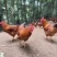 七个月放养土鸡纯粮食放养