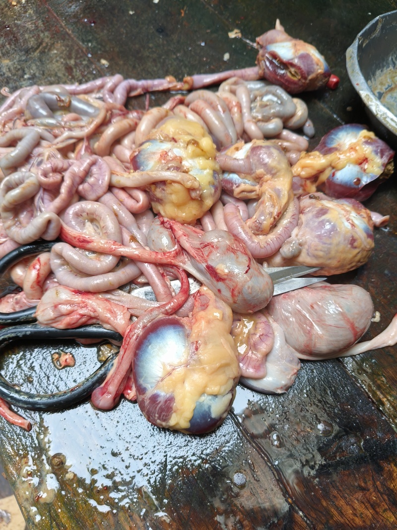 七个月放养土鸡纯粮食放养