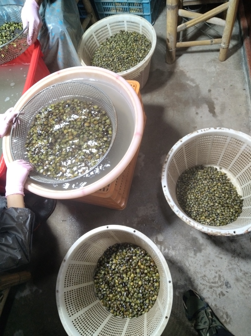 福建福州黄蚬子闽江天然蚬子