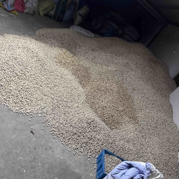 白果