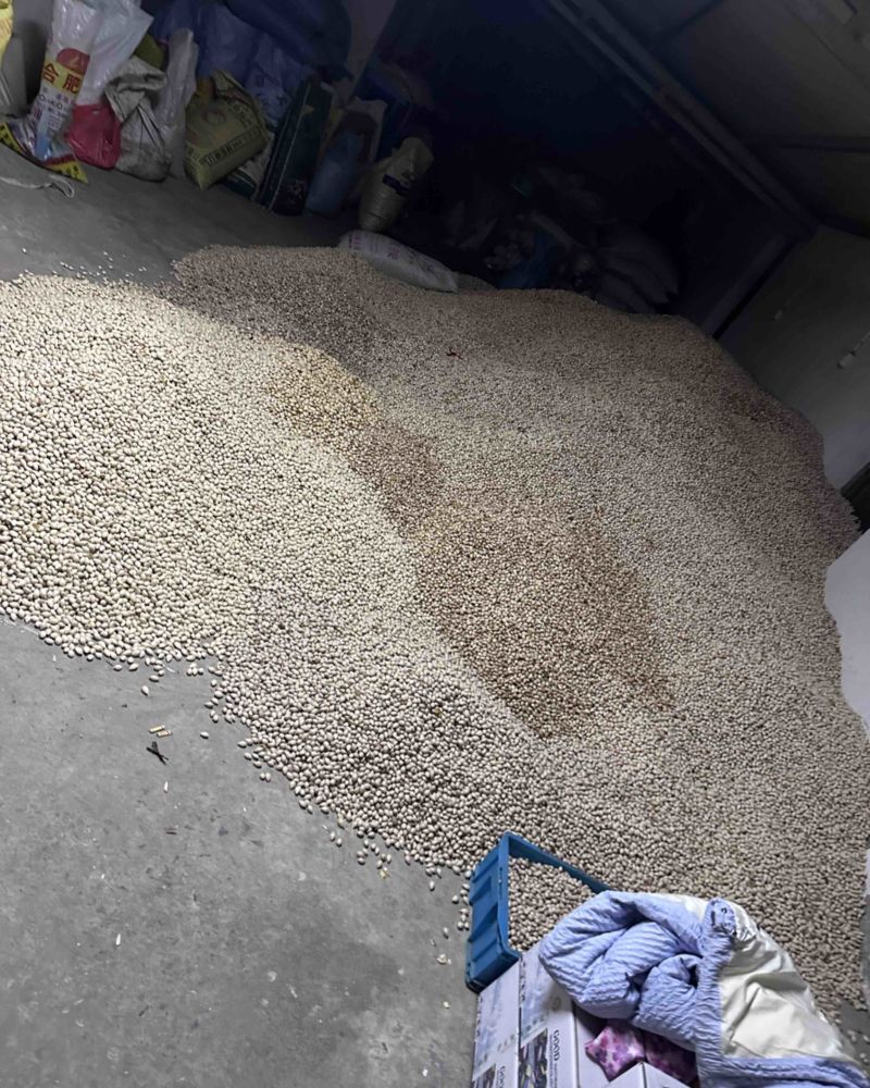 白果