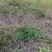 现挖，新鲜，一点红，叶下红，羊蹄草，不包邮，纯野生