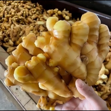 【万人好评优选】产地精品大黄姜可水洗风干保质保量