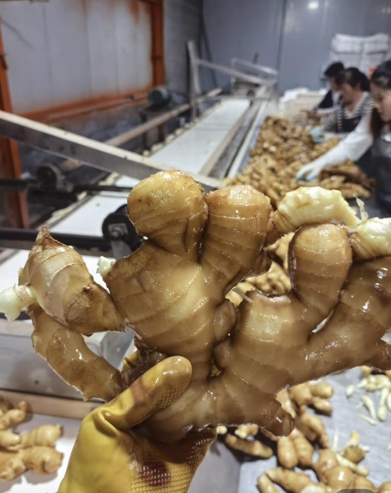 【万人好评优选】产地精品大黄姜可水洗风干保质保量