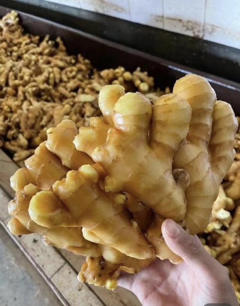 【万人好评优选】产地精品大黄姜可水洗风干保质保量
