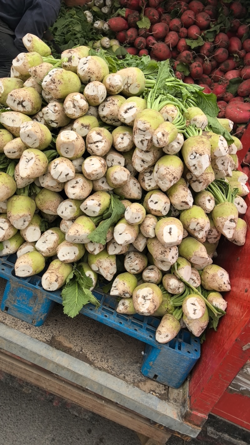 大头菜