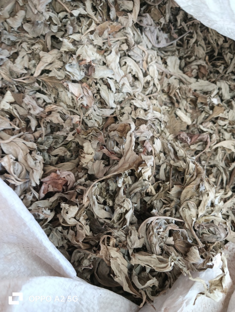 自家种植正宗蕲艾叶产地直发价格优惠