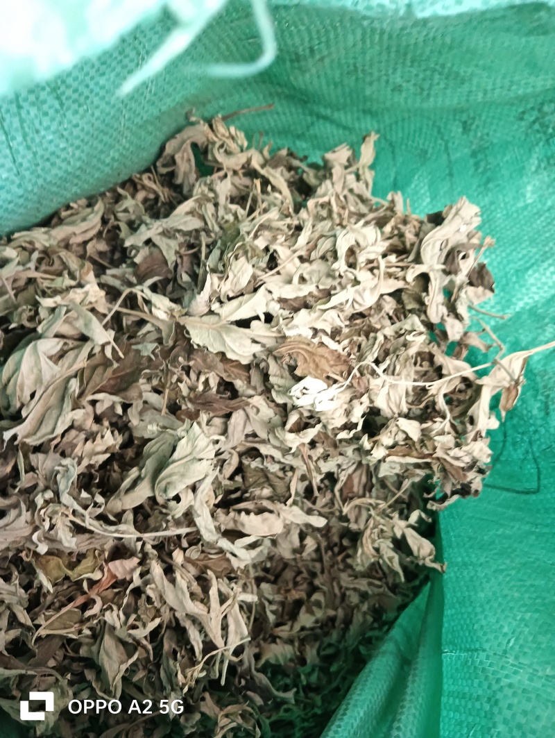 自家种植正宗蕲艾叶产地直发价格优惠