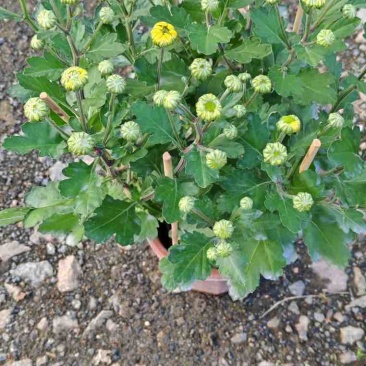 大量春节菊花、盆栽菊花、黄菊花、红菊花、紫菊花、年宵菊花
