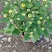 大量春节菊花、盆栽菊花、黄菊花、红菊花、紫菊花、年宵菊花