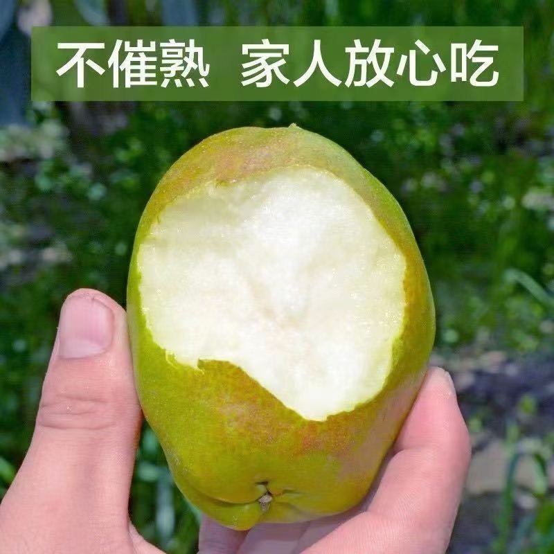库尔勒七号香梨新鲜直采产地直发果园鲜果薄皮香梨酥梨