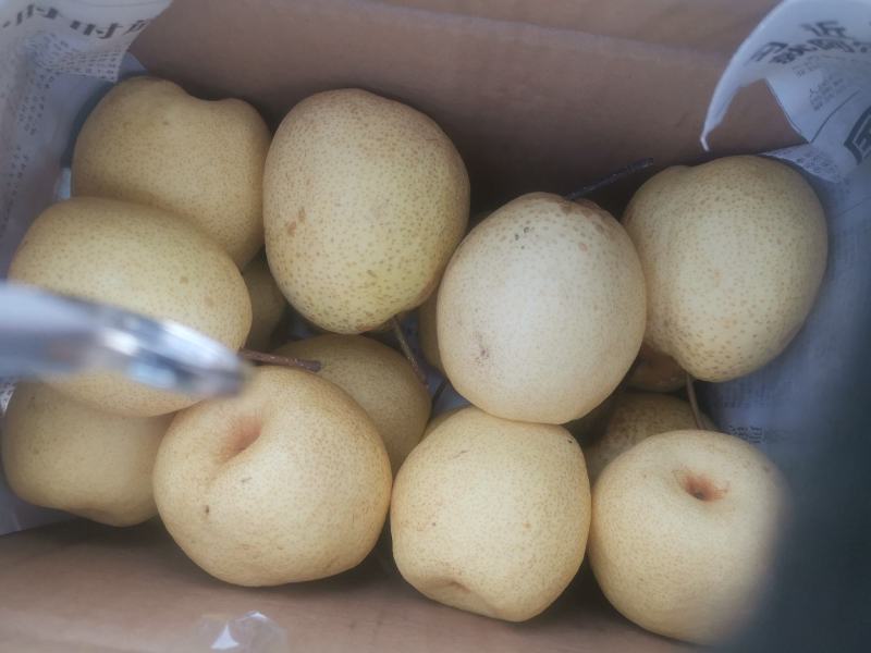 中国第一梨乡山西省同川酥梨，