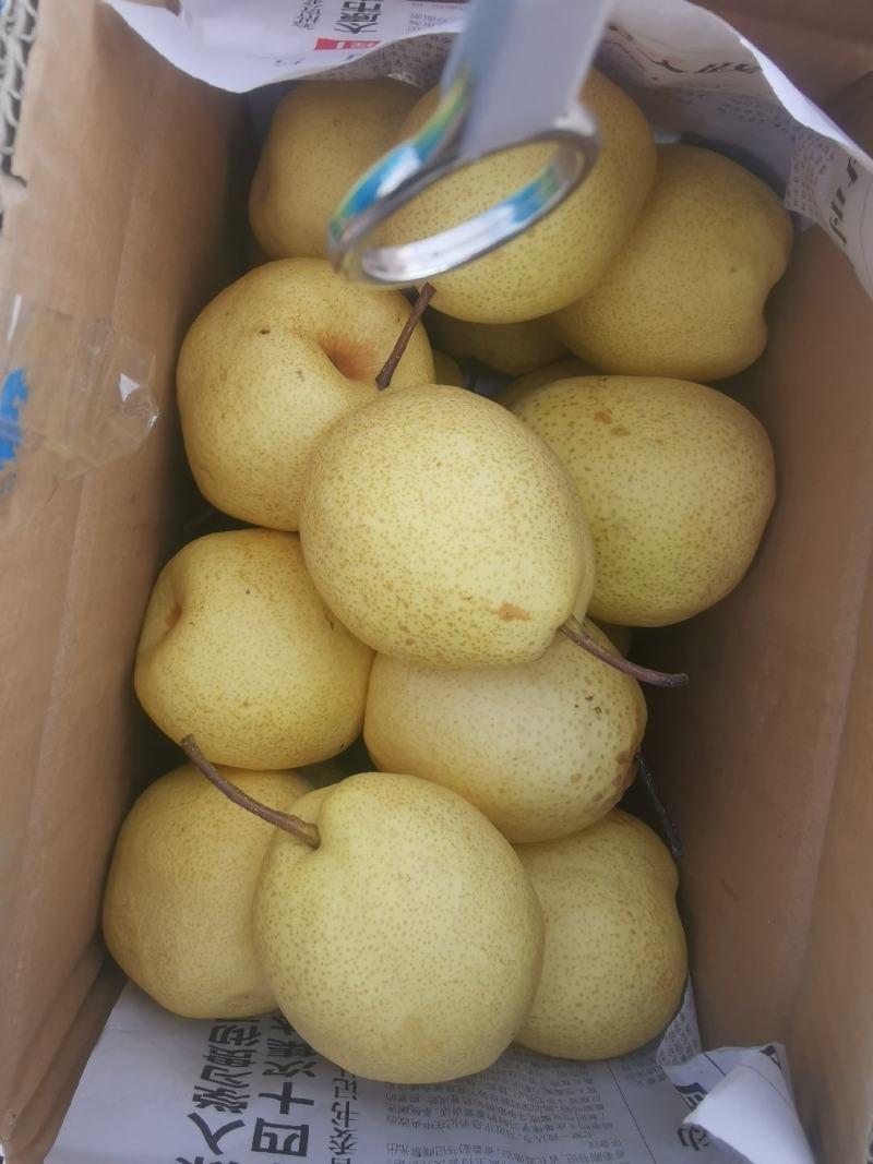 中国第一梨乡山西省同川酥梨，