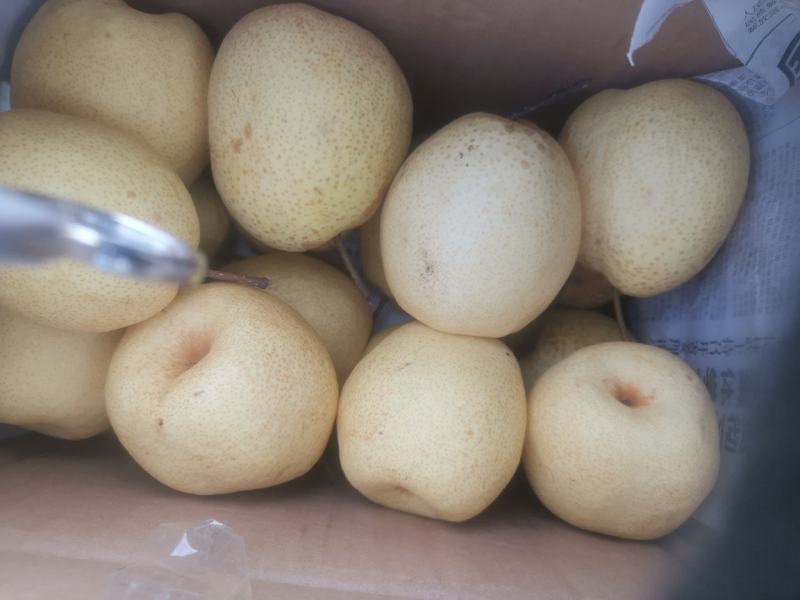 中国第一梨乡山西省同川酥梨，