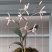 春兰，惠兰，送春，秋芝，兔耳兰，马蹄兰等