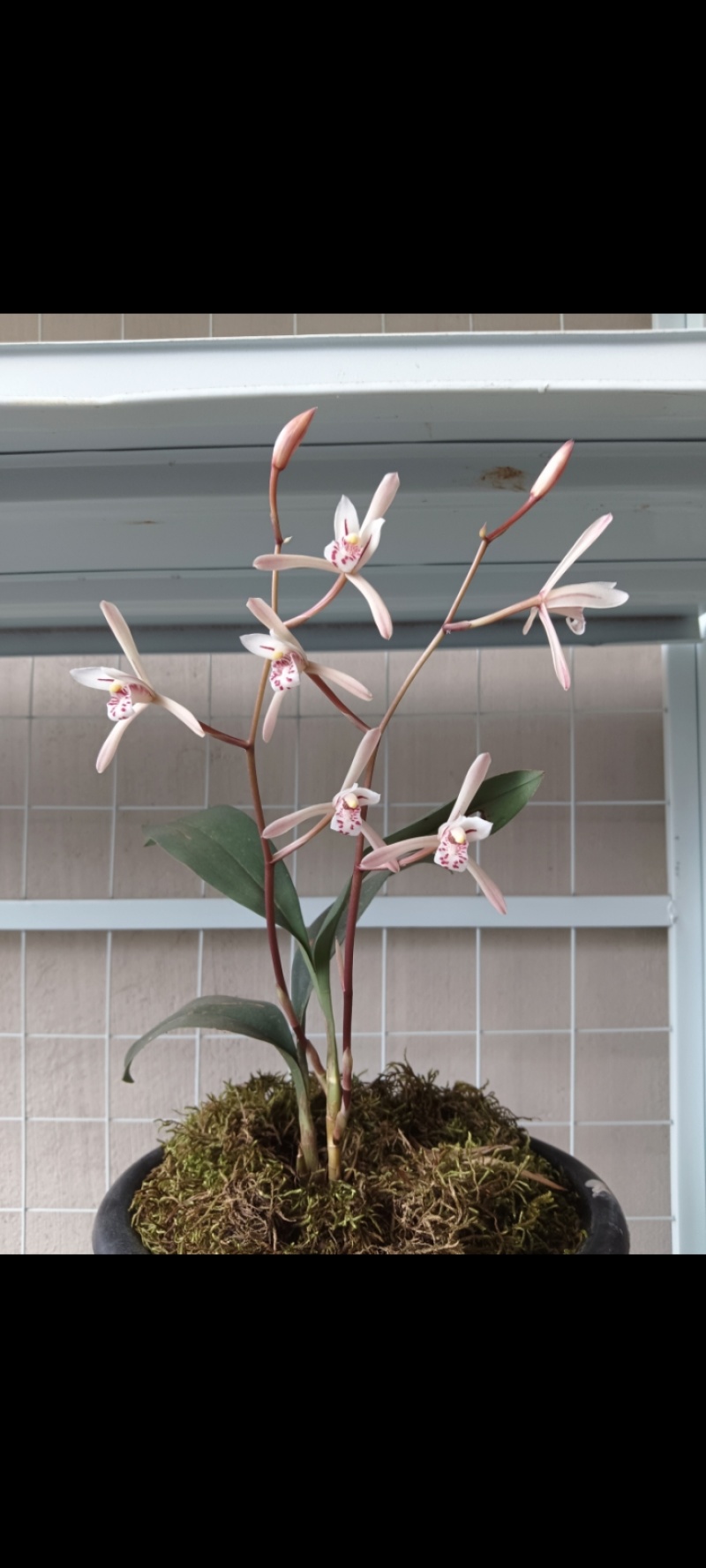 春兰，惠兰，送春，秋芝，兔耳兰，马蹄兰等