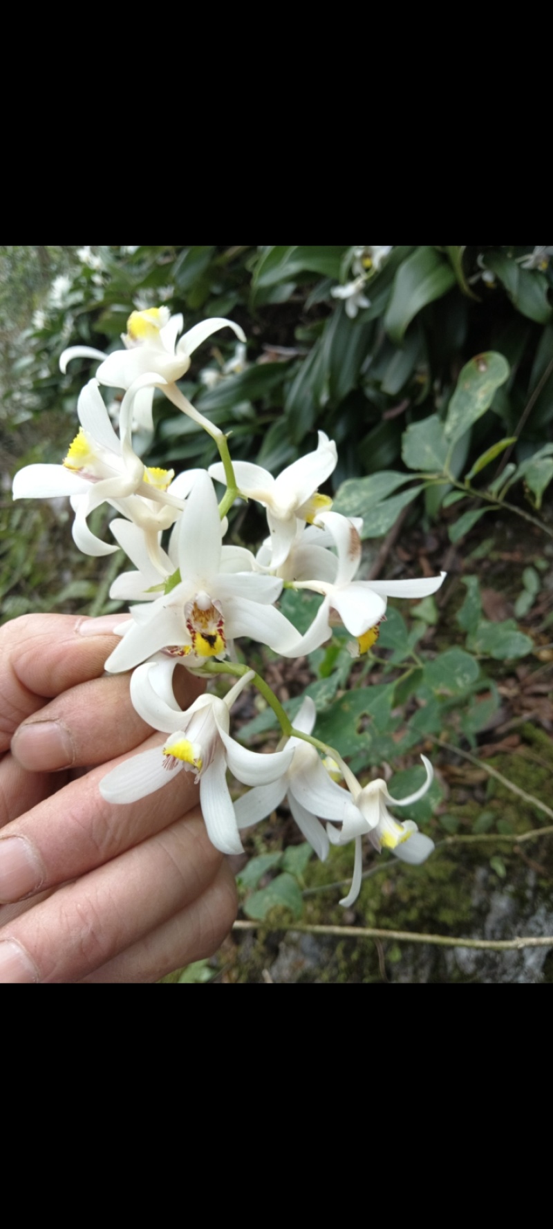 春兰，惠兰，送春，秋芝，兔耳兰，马蹄兰等