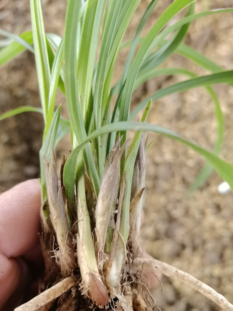 春兰，惠兰，送春，秋芝，兔耳兰，马蹄兰等